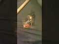 kahit maliit kaya nakipagsabayan(spider fighting)