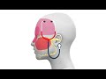 sinus headaches causes u0026 treatment