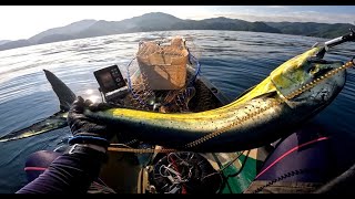 カヤックフィッシング(山口）１１７　Kayak fishing in Yamaguchi in late autumn with nice drados