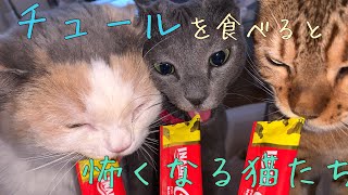 チャオチュール！食べたら悪い顔になった猫 【ベンガルキャット.ロシアンブルー.ラガマフィン】