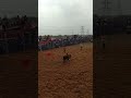 siravayal jalikattu 16 jan 25 siravayalmanjuvirattu siravayal jallikattu manjuvirattu