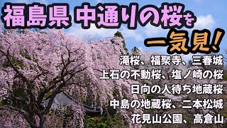 【三春、郡山、二本松、福島】福島県 中通りの桜を一気見