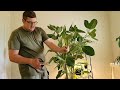 🌳how to revive an audrey ficus🌳