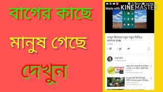 বাঘের কাছে মানুষ গেছে দেখুন