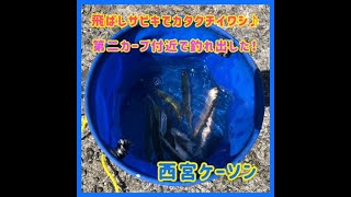 西宮ケーソンにイワシやって来た⁉️ fishingmax芦屋店