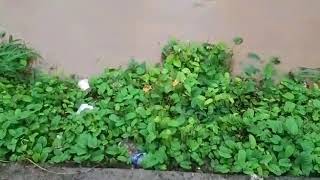 Kerala Flood ...Mambad ,Near Nilambur