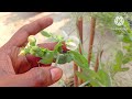 పచ్చి బఠాణీ ఇంట్లో ఈ విధంగా పెంచాలి how to grow green peas greenpeas gardening homegardening