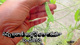 పచ్చి బఠాణీ ఇంట్లో ఈ విధంగా పెంచాలి//how to grow green peas#greenpeas#gardening#homegardening#