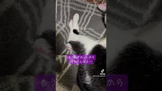 【保護猫もんじゃ】 #猫のいる暮らし #ねことの暮らし #cat #ねこのいる幸せ #保護猫 #ねこライフ #ねこ #保護ねこのいる暮し #ねこの日常