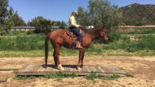 Troubadour 1st time teetering on a Teeter Totter!