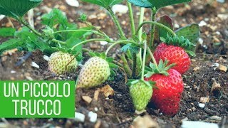 Fragole incredibili: aumento del 50% del raccolto | Orto e Giardinaggio