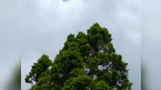 എന്റെ മരങ്ങൾ🌴🌲🌴🌴🌲🌴| ആകാശം നിറയെ ☁️☁️☁️