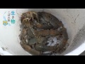 生き物こぼれ話・有明海編（２１）　アナジャコ 　upogebia major　japanese mud shrimp