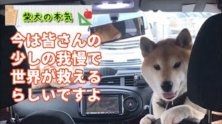 【柴犬】ねえちゃんと柴犬と桜。花は桜木、犬は柴。そして日本犬は刺身が好き( ´ ▽ ` )な柴犬の本気【shiba inu】※超難問クイズ2問！いや、3問！？