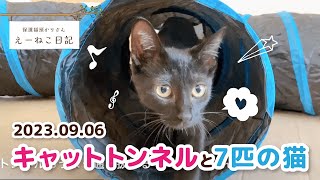 2023.09.11_Pawabooのキャットトンネルと7匹の猫。たたみ方の説明もあり！