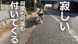 何度も何度も必死に付いてくる野良猫たち