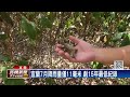 冬山鄉50天無降雨！　「幼茶樹」烤焦　茶農損失慘－民視新聞