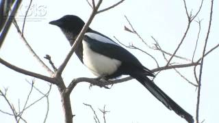 喜鵲 Eurasian Magpie (Pica pica)