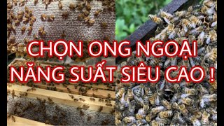 MUỐN LÀM GIÀU HÃY NUÔI ONG NGOẠI