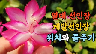 열대 선인장은 키우는 방법이 다릅니다!! 게발선인장 위치와 물주기 #엉클플랜트 #식물키우기 #게발선인장키우기