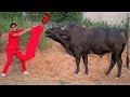 Will The Bull Attack Me? सांड को लाल कपड़ा दिखाने पे क्या होगा? 10 Myths in Real Life