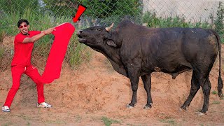 Will The Bull Attack Me? सांड को लाल कपड़ा दिखाने पे क्या होगा? 10 Myths in Real Life