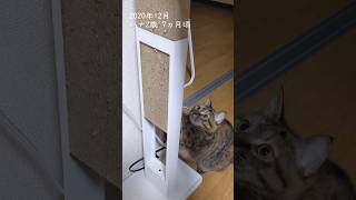 爪とぎの交換を全力で拒む猫 #保護猫 #うちの猫の成長記録 #shorts