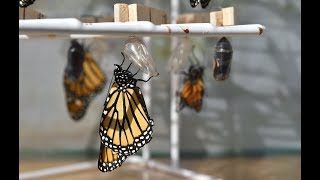 Grassroots breeding effort to preserve Monarch butterflies