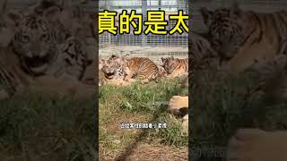 金毛虎媽 這是一只全網後臺最硬的狗。#動物解說 #老虎 #金毛 #動物解說 #animals #animeart #animeshorts #panda #cute #萌宠 #萌宠 #科普 #搞笑