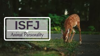 ISFJ Animal Personality - Myers Briggs Personality Type
