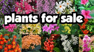 plants for sale||sera's gardens||14-02-25