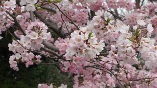 神代曙（ジンダイアケボノ）ほぼ満開！ 神代植物公園（2010年03月31日）