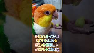 シロハラインコ華ちゃん🐥（初めてのキュウリ🥒😋👣💨⭕️👩‍🦰💕）