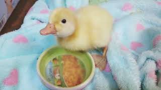 아기오리 버터의 첫 3일 first 3 days of baby duck Butter