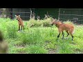 natzoozen training with maned wolves mateo and quito