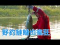 Fishing silver carp and bighead carp is also crazy, challenging 300 catties for half a day