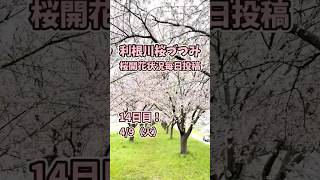 【茨城県 利根町】利根川桜づつみ桜開花状況毎日投稿2024/4/9(火)【14日目】