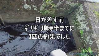 令和の釣り道楽　2024年7月25日　鮎釣り　いつもの所　2時間で7匹でした