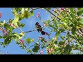 red vented bulbul singing in st thomas orchid tree fort derussy park oahu © denise motard