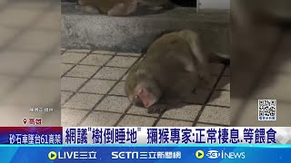 柴山獼猴趴地抱欄杆睡 網笑:\