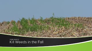 Kill Weeds in the Fall