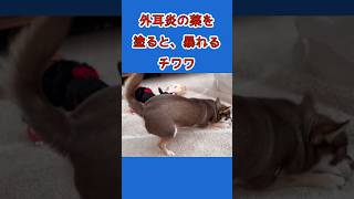 ［チワワ］外耳炎の薬を付けると暴れるだすチワワ　#shorts #チワワ #外耳炎