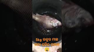 5 kg ଭକୁର ମାଛ ଭଜା ସହିତ ପଖାଳ 🤤🤤         #minivlog #vairalshort #odiafood