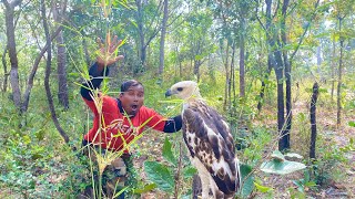 A Moment with Eagle In The Woods. #wildbirdlife #wildlife #birds #cute #nature #animals