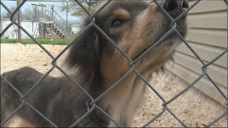 Several Central Georgia animal shelters at capacity