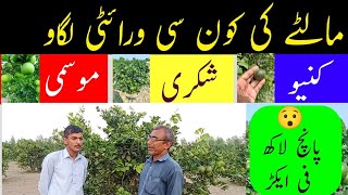 #malta Best variety in pakistan |kino malta farm |citrus farm |#kinno best variety in punjab|#orange