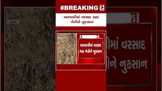 Breaking News  | અરવલ્લીમાં વરસાદ બાદ ખેતીને નુકસાન | Farming | Rain | Arvalli