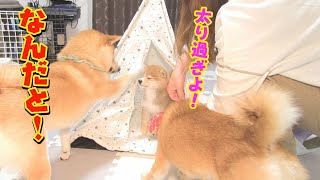 兄にお家を壊されそうになって怒る妹柴犬が可愛い♥