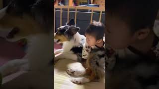 赤ちゃんを自分の子供だと思ってるオーストラリアンシェパードのラム🐶👶💕