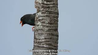 Oriental Dollarbird @ Chiu S C 68607